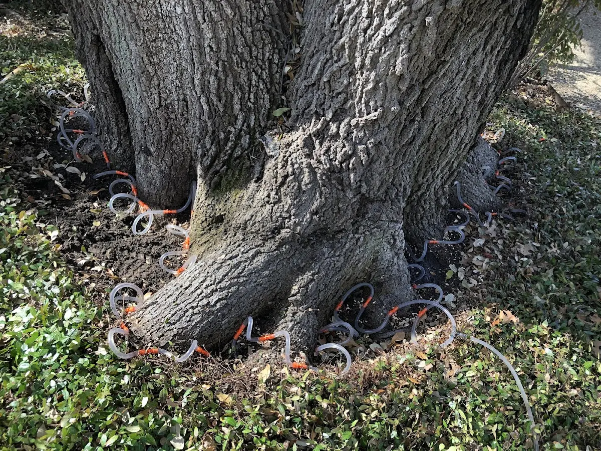 Detailed Tree Cabling and Bracing job site in Amargosa Valley