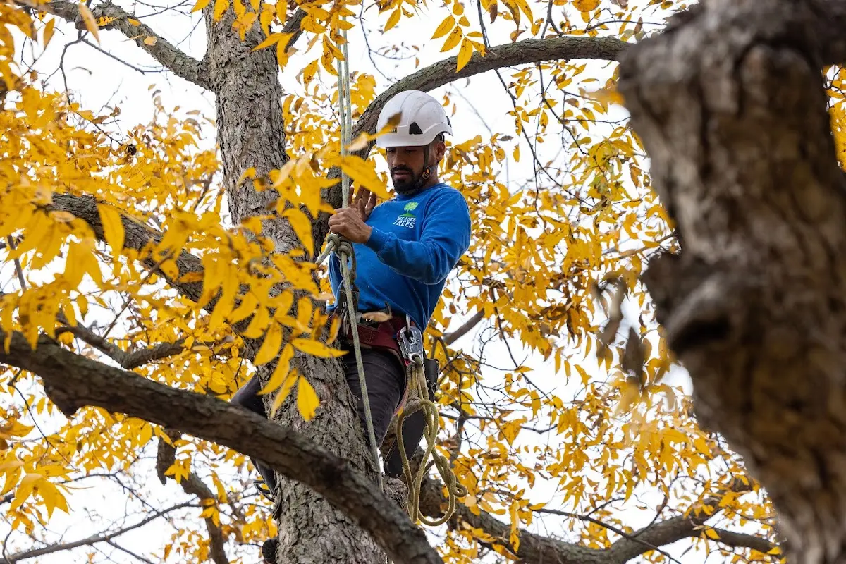 Skilled Tree Planing crew working in Amargosa Valley